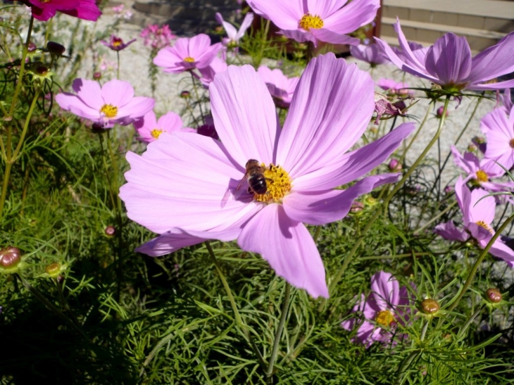 Fleurs en Loire et Cher - Saint-Cyr-du-Gault