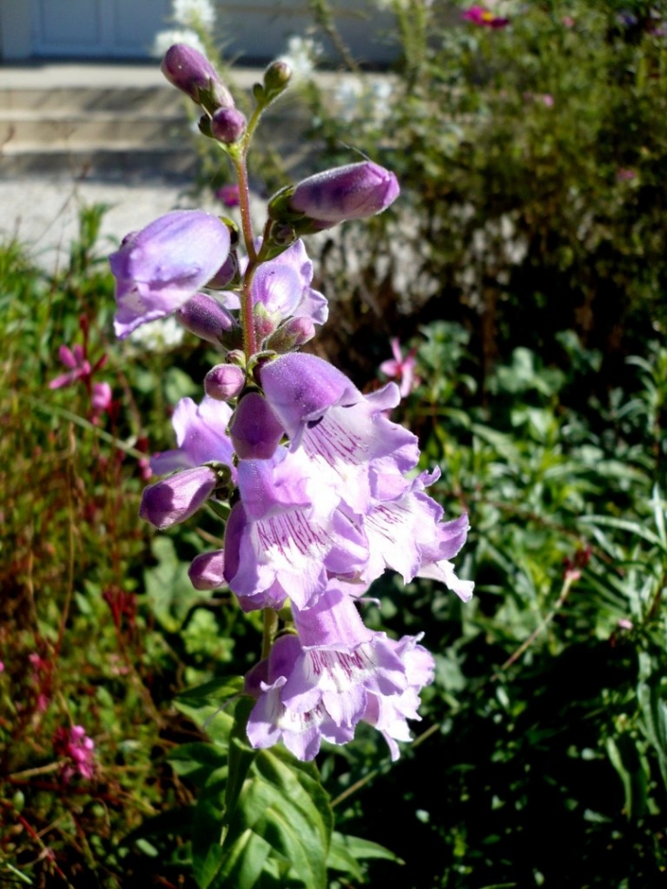 Fleurs de Touraine - Saint-Cyr-du-Gault