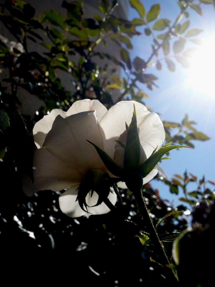 Rose de Touraine - Saint-Cyr-du-Gault