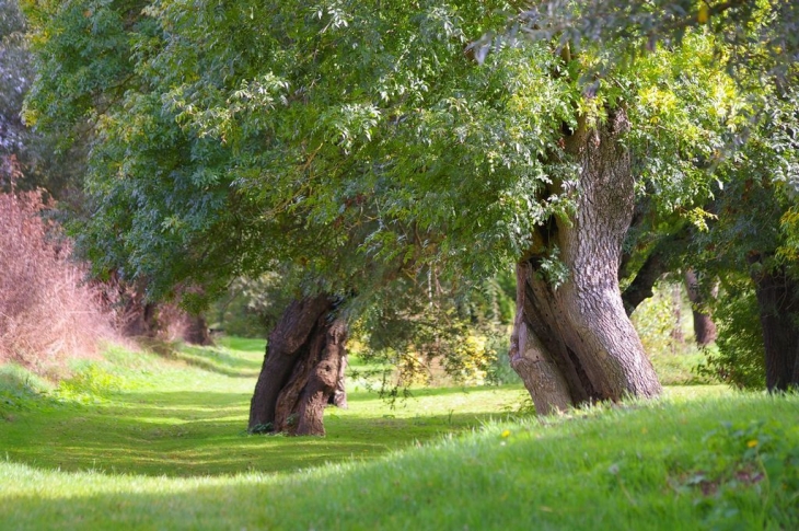 Saules au bord du ruisseau la Renne. - Thésée