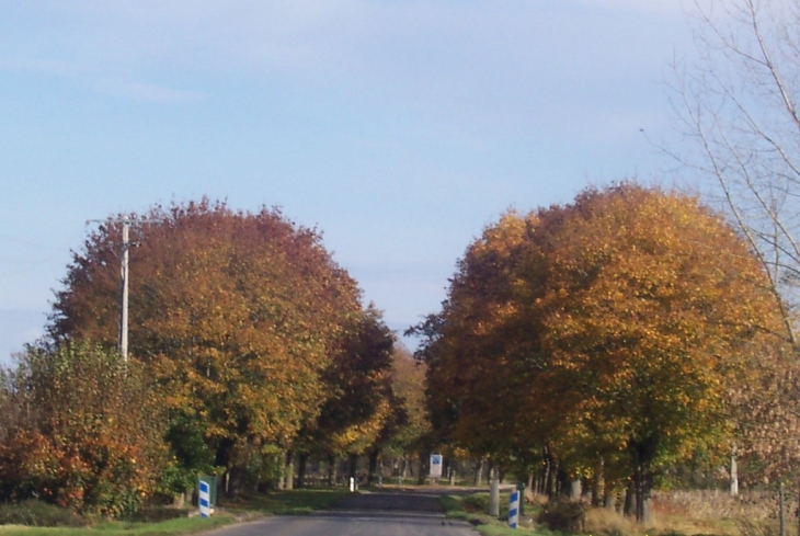 Route de Bonny en Automne - Beaulieu-sur-Loire