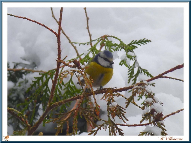 Mésange bleue à Gidy