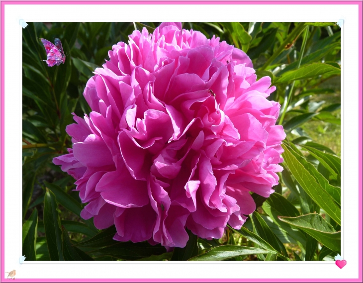 Pivoines au jardin. Gidy 2011