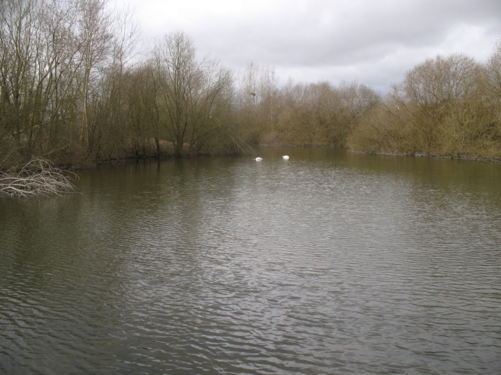 Etang de la ringardière - La Cour-Marigny