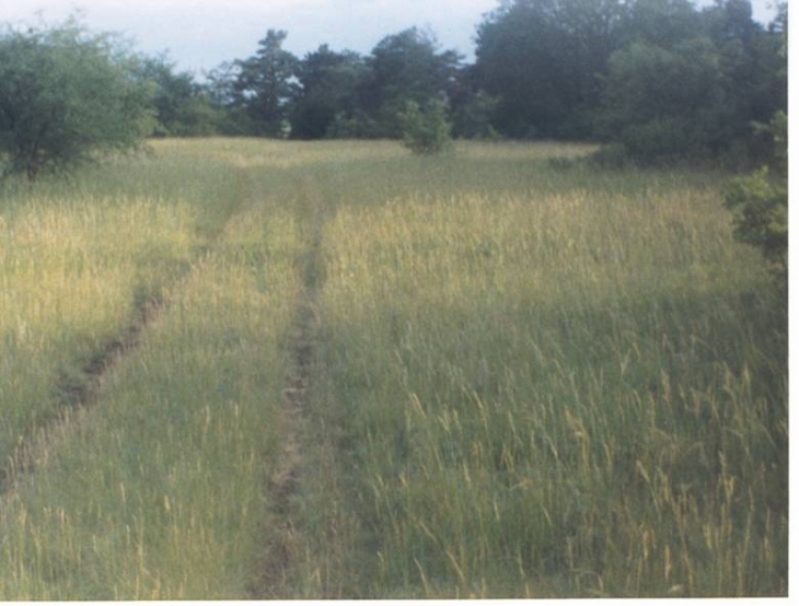 1992 photo loiret labrosse 06-1992-07 chez léon cleret bois vu (1)