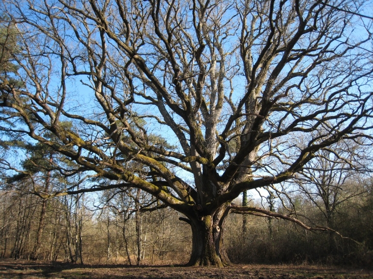 Le chêne des Chambrais, 6m80 de circonférence, sur le territoire de la commune, situation géographique  pour les argonautes 47°43'52.87N - 2°06'41.06E . - Sennely