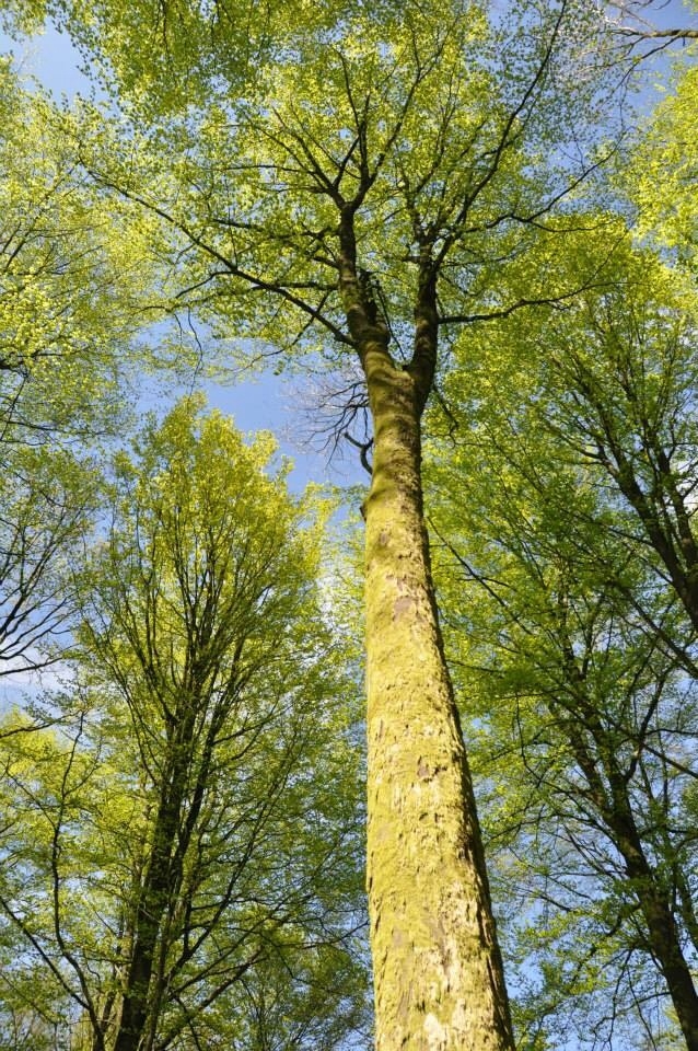 Le sentier découverte - Dommery