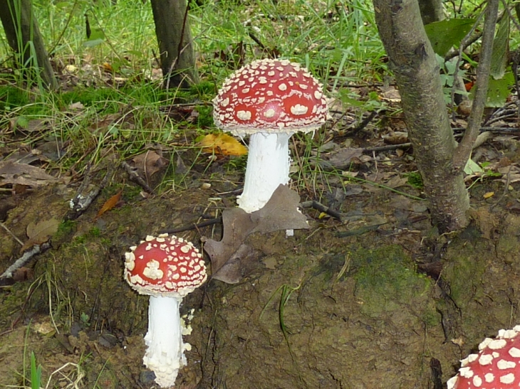 Au détours d'un sentier en forêt communale - Hannappes