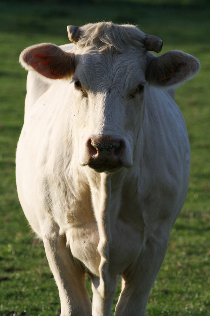 Vaches  - Hannappes