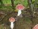 Photo suivante de Hannappes au détours d'un sentier en forêt communale