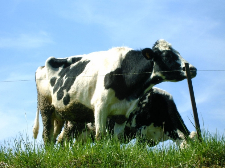 Les vaches de lametz