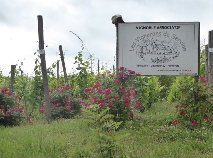 SERVION : vignoble ardennais ! - Rouvroy-sur-Audry