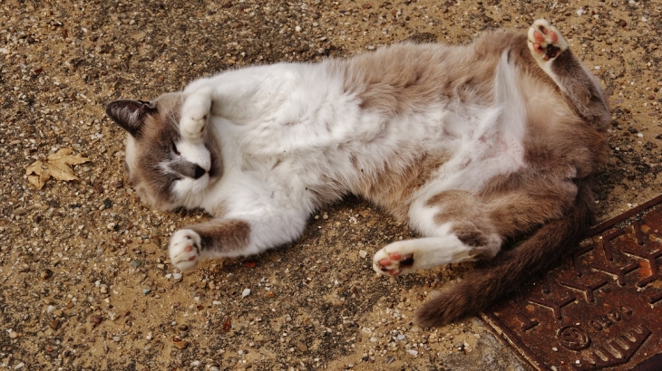 Chat du Village - Villers-sur-Bar