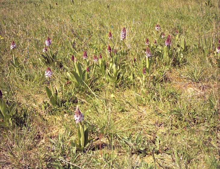 Orchidées  - Ferreux-Quincey