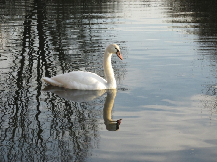 Faite moi un cygne! - Pont-sur-Seine