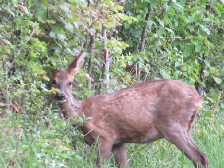 Une rencontre - Sommeval