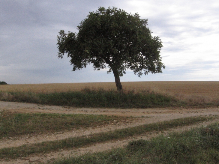 Sentier au plateau de Viviers - Viviers-sur-Artaut