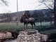 Royal le cheval en fonte à Curel (avant qu'il ne soit repeint en blanc)