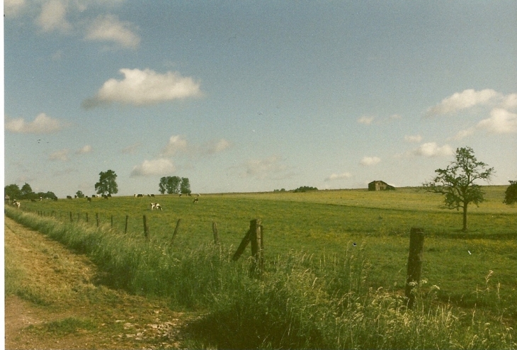 Paysage champenois, l'élevage est au près, le lait n'en sera que meilleurs. - Droyes