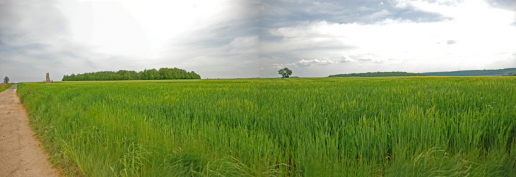 Le Mehir de la Haute-Borne - Fontaines-sur-Marne