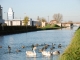 Le canal entre Champagne et Bourgogne , Les oiseaux