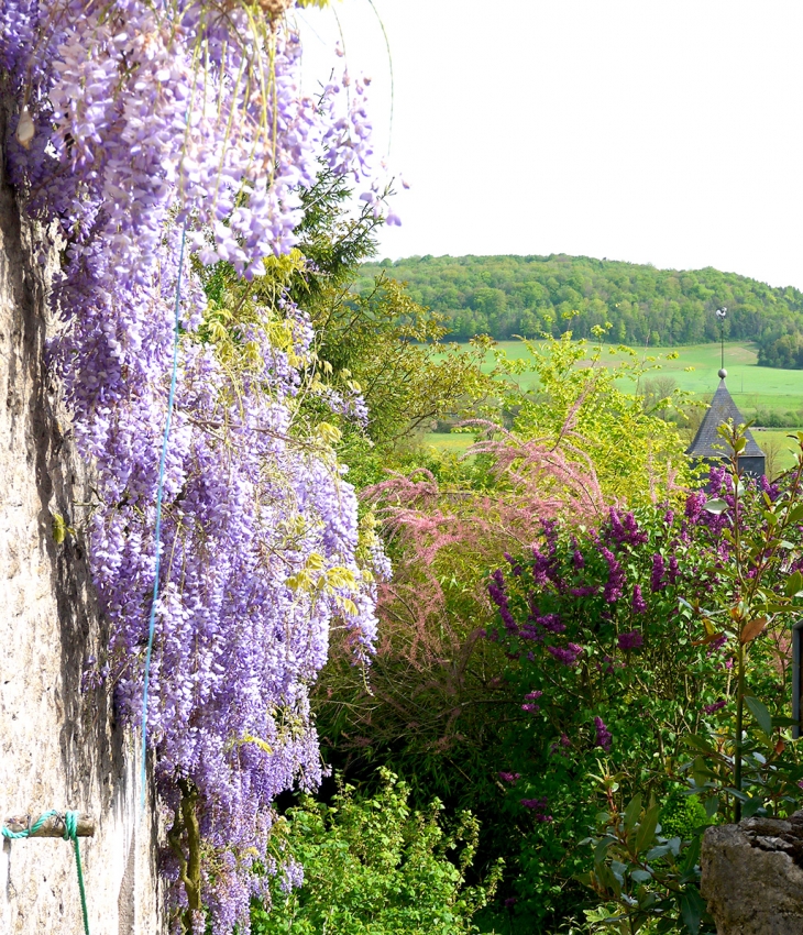 Glicine et lilas ,eglise de Vignes - Vignes-la-Côte