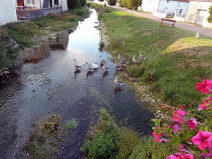 Le retour des oies de la commune en fin de journée - Villiers-sur-Suize