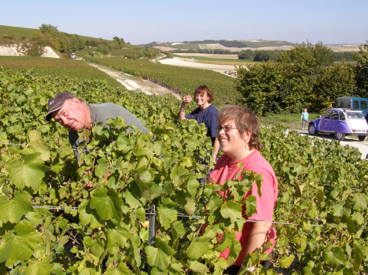 Vendanges a Bassuet