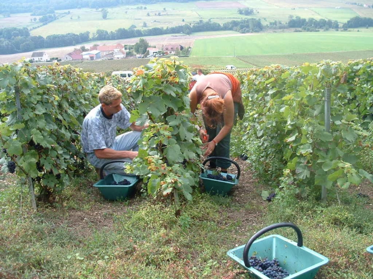 Les vendanges au Breuil - Le Breuil