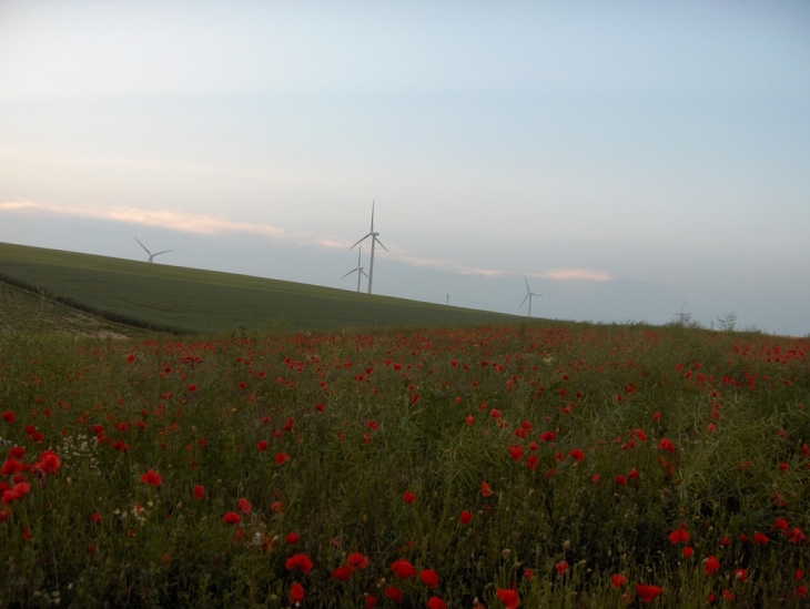 Vue vers le nord - Lisse-en-Champagne