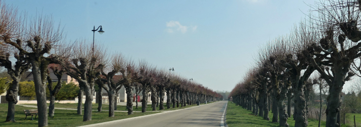 L'avenue des Tilleuls en venant de Conflans - Marcilly-sur-Seine