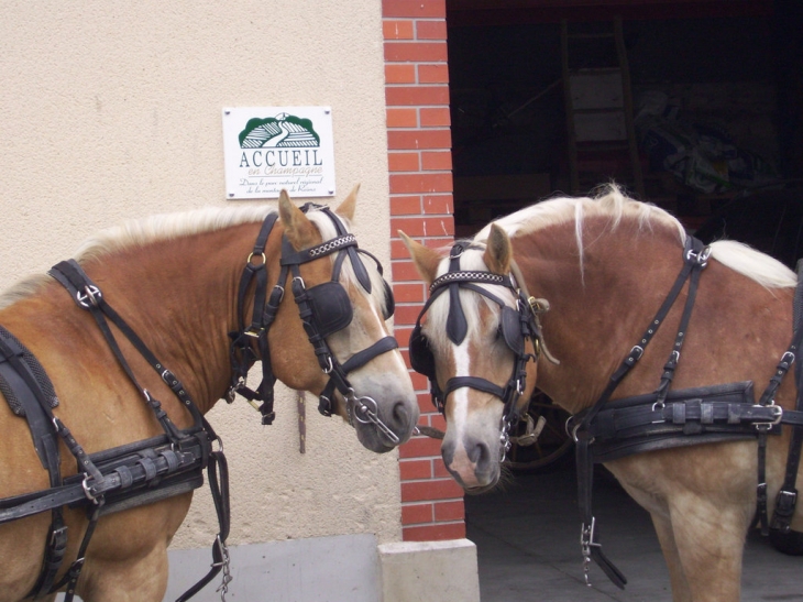 2 haflingers en attente devant les Attelages de Verzenay