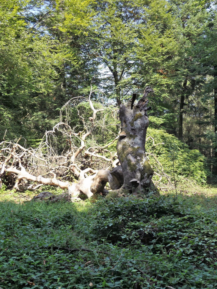 Fau de la Demoiselle foudroyé en 2010 - Verzy