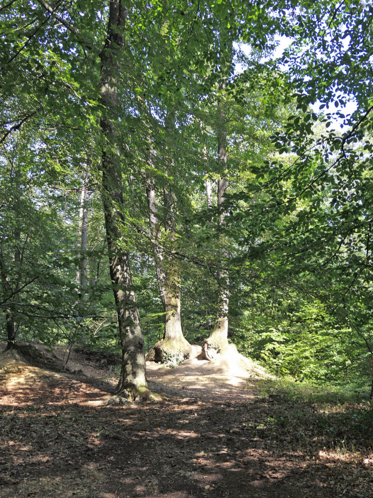 La forêt de Verzy