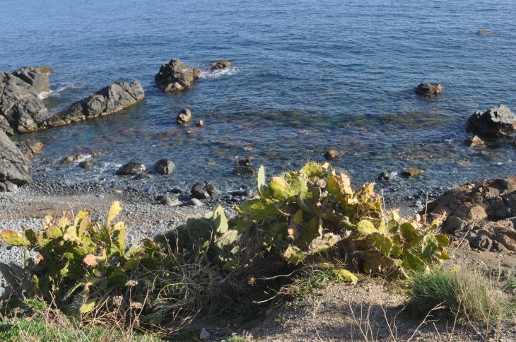 Figuiers de barbarie à la Parata - Ajaccio