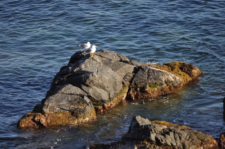 Repos des goélands à la Parata - Ajaccio