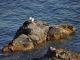 Photo suivante de Ajaccio Repos des goélands à la Parata