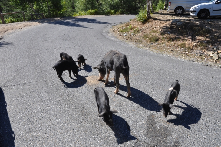 Cochons sauvages - Col de Vergio - Évisa