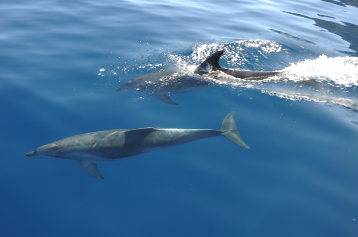 Dauphin - Reserve de Scandola - Osani