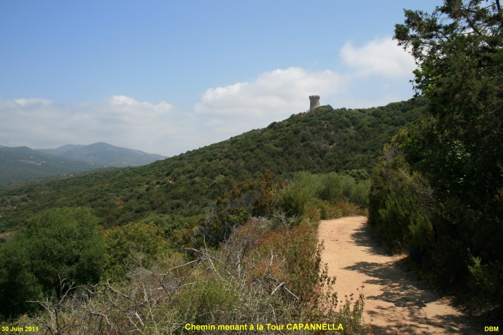 Le chemin menant à La Tour CAPANNELLA - Serra-di-Ferro