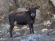 Vache sur la Plage de Bussaglia