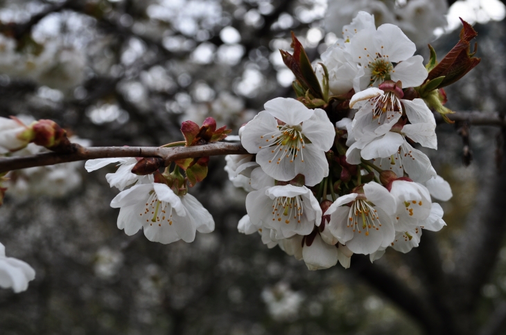 Cerisier en fleur au bord du lac - Tolla
