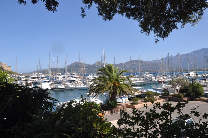 Le port - Calvi