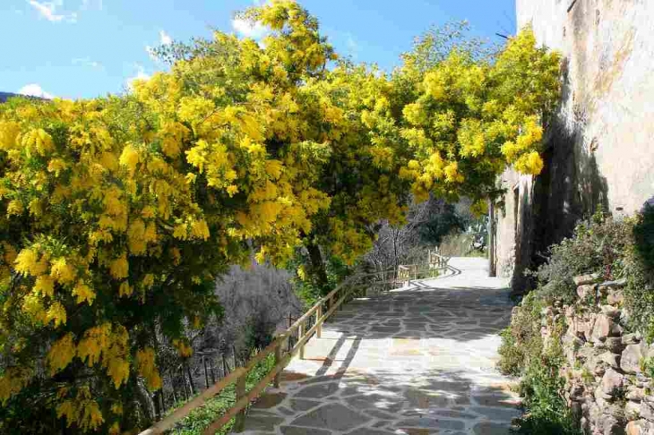 Mimosa sous le dallage - Poggio-Marinaccio