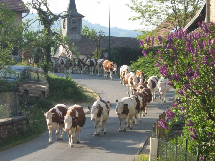 Quand les vaches de m. Belot traversent le village . - Bief