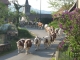 Photo suivante de Bief Quand les vaches de m. Belot traversent le village .