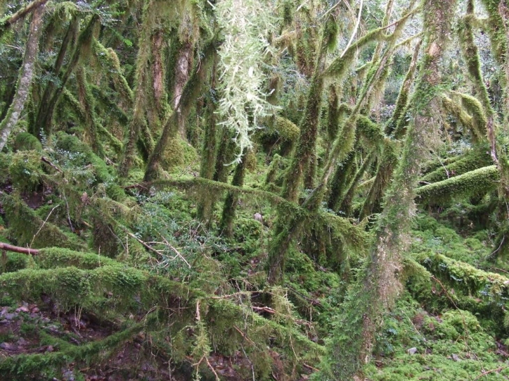 Sous bois - Cademène