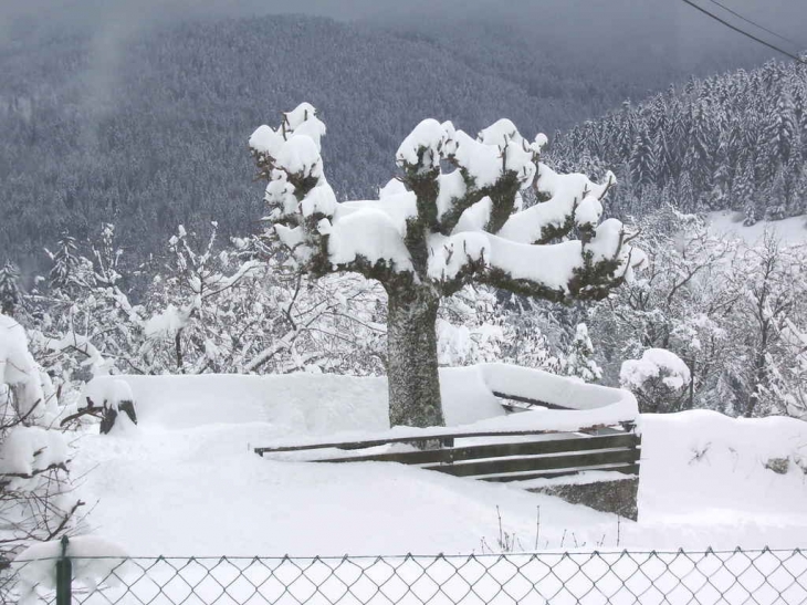 Tilleul à taille en tête-de-chat sous la neige - Charmauvillers