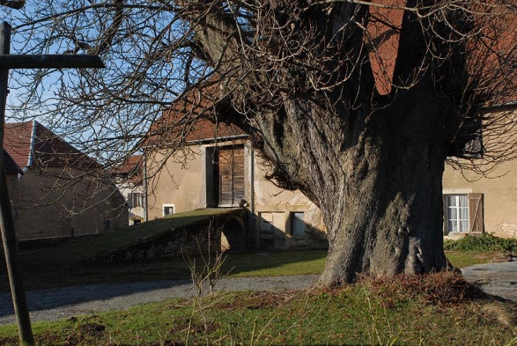 Marronnier séculaire - Fontenelle-Montby