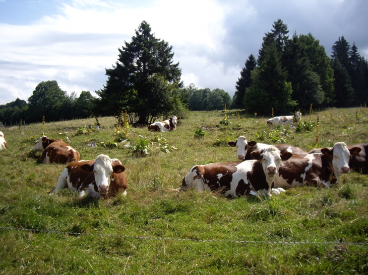 Vaches dans les gentianes - Le Barboux